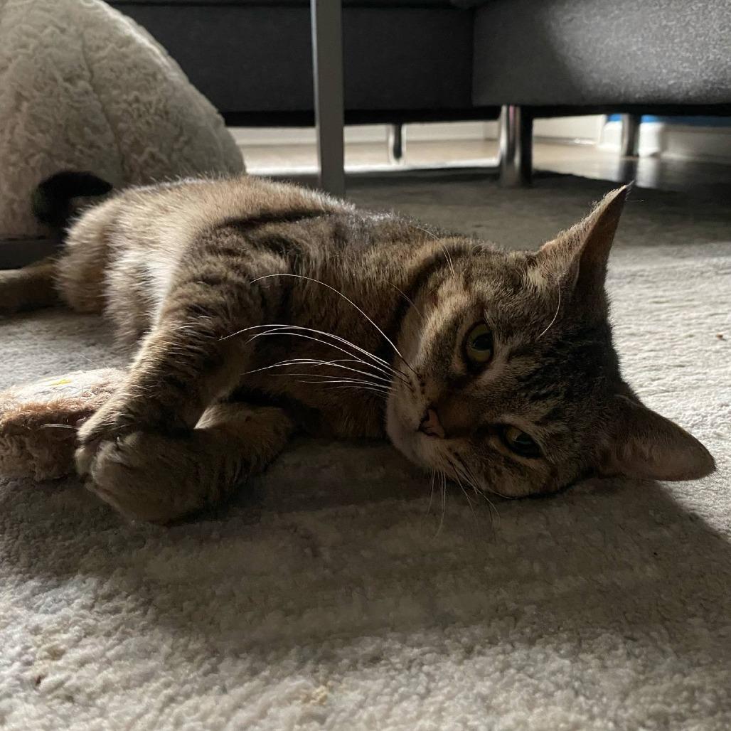 Miss Tabby, a Adoptable Domestic Short Hair in West Olive, MI image 6/6