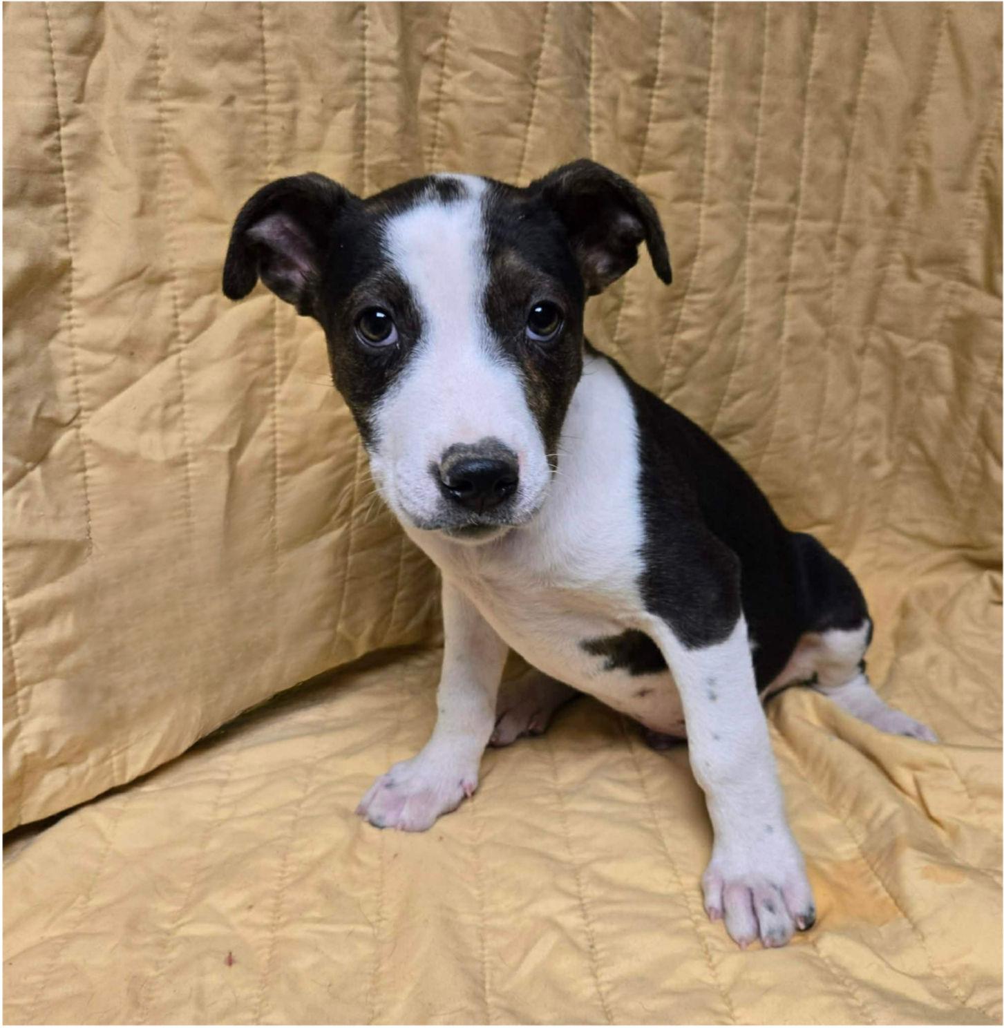 Enlarge Ryder, a ADOPTABLE mixed breed in Uxbridge, MA image 1/1