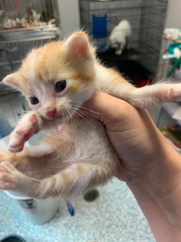 Pennywise, Adoptable, Young Male Domestic Short Hair.
