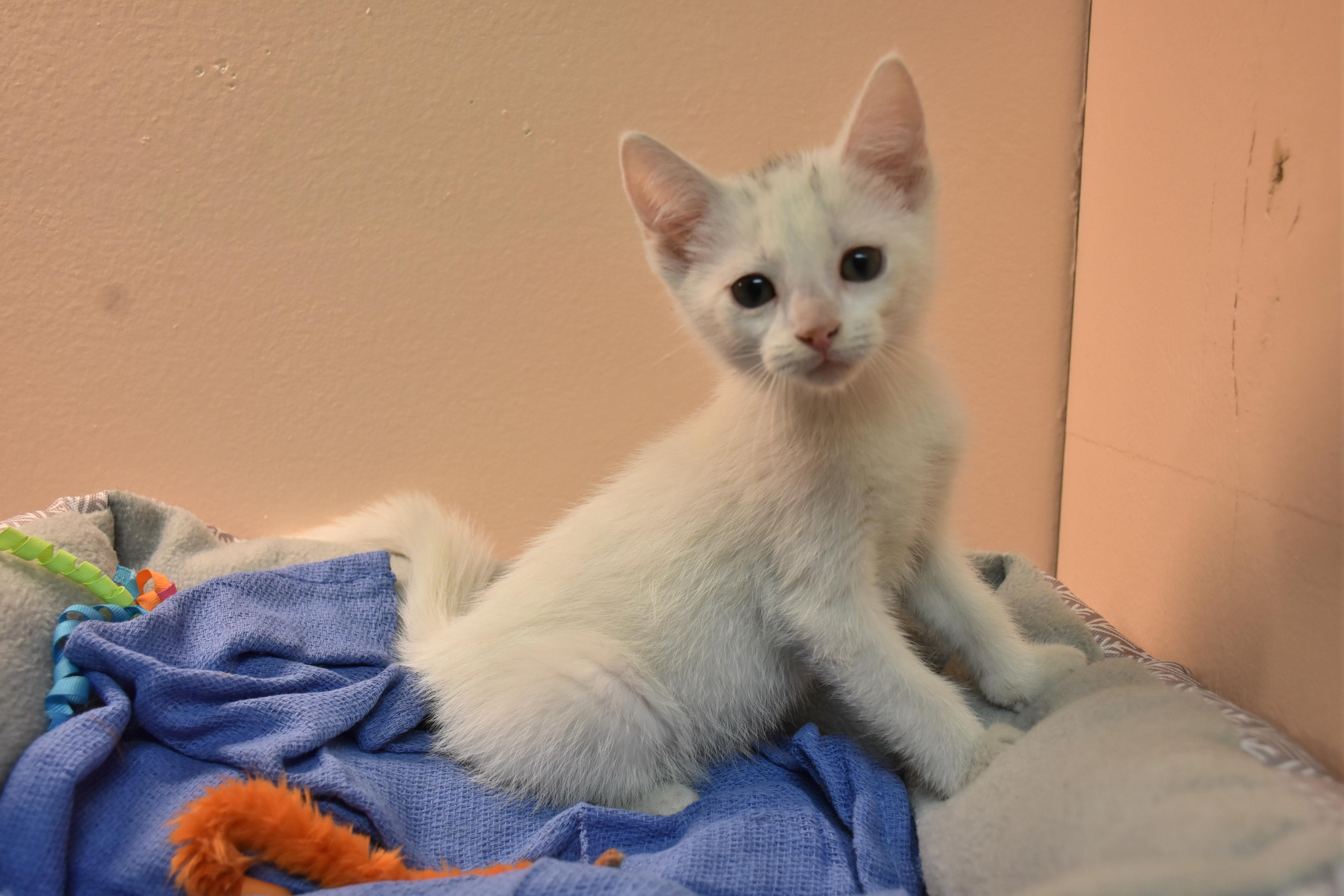 Enlarge Asiago, a ADOPTABLE Domestic Short Hair in North Judson, IN image 1/1