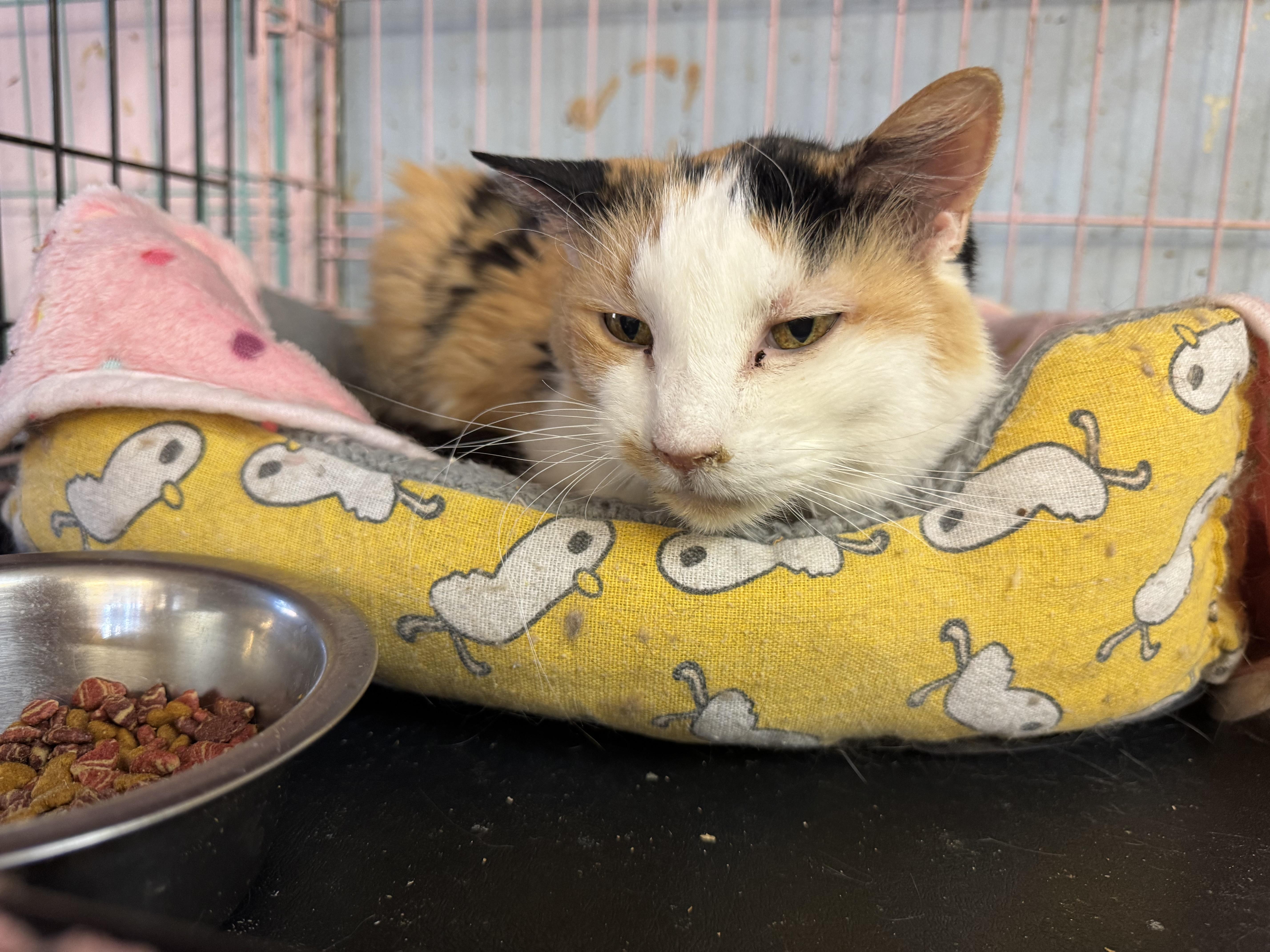 Enlarge Angel, a Adoptable Calico in St. George, UT image 1/1