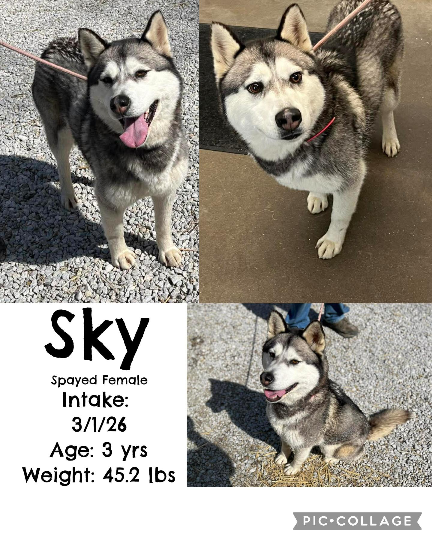 Enlarge Sky, an adopted Husky in Staffordsville, KY image 1/1