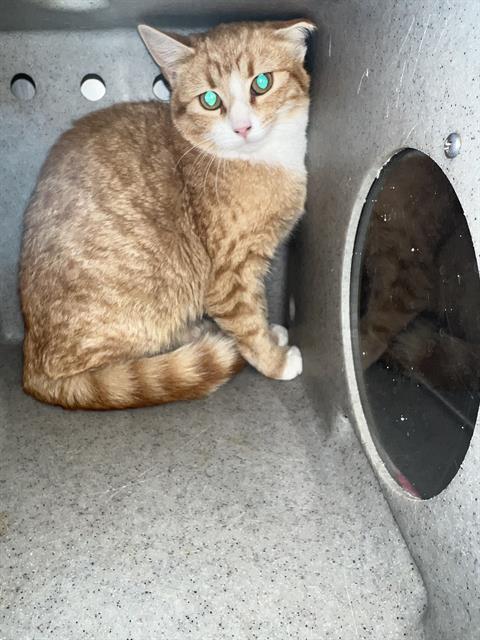 Enlarge CITRUS, a Adoptable Domestic Short Hair in Casper, WY image 1/1