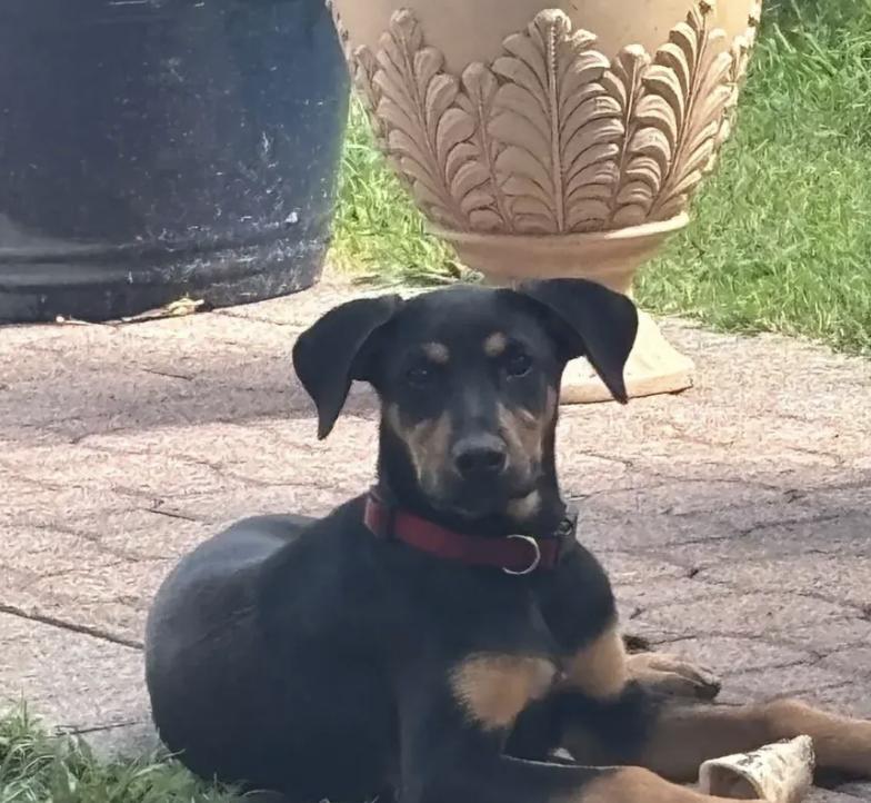 Maddox, ADOPTABLE, Puppy Male Doberman Pinscher & Mixed Breed.