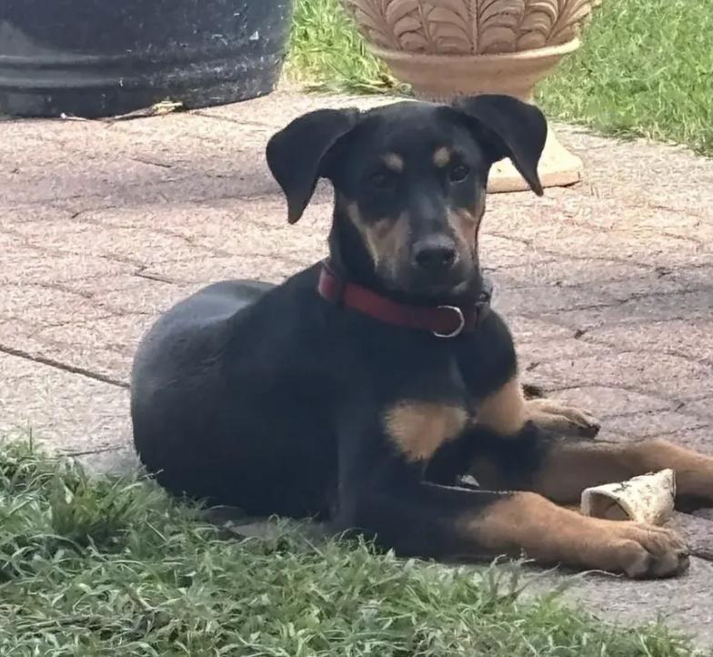 Enlarge Maddox, a ADOPTABLE mixed breed in Polk, OH image 2/3