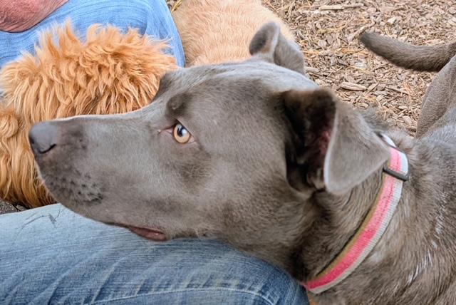 Ben, a Adoptable mixed breed image 2/4