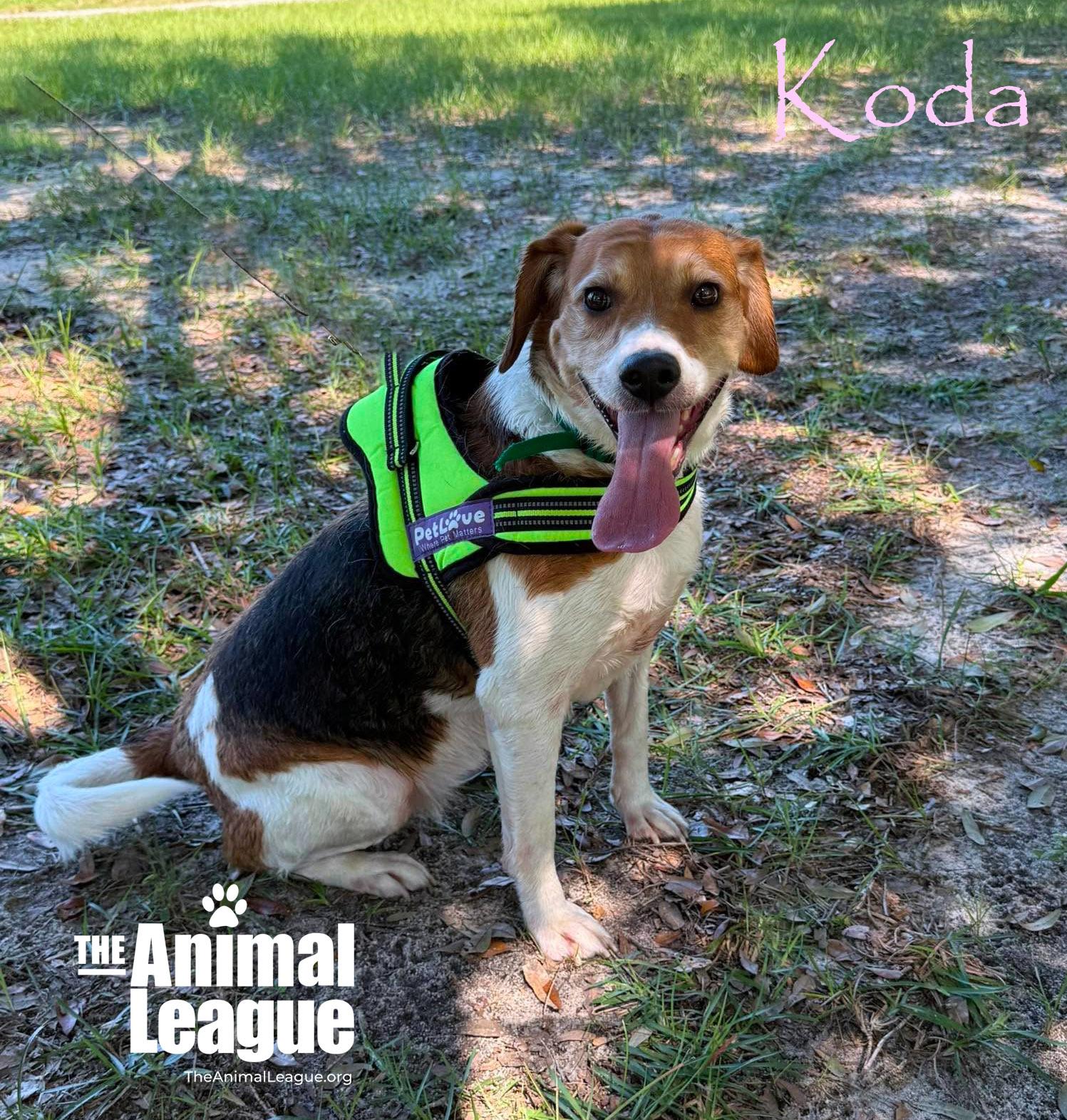 Enlarge Koda, a Adoptable mixed breed in Groveland, FL image 1/2