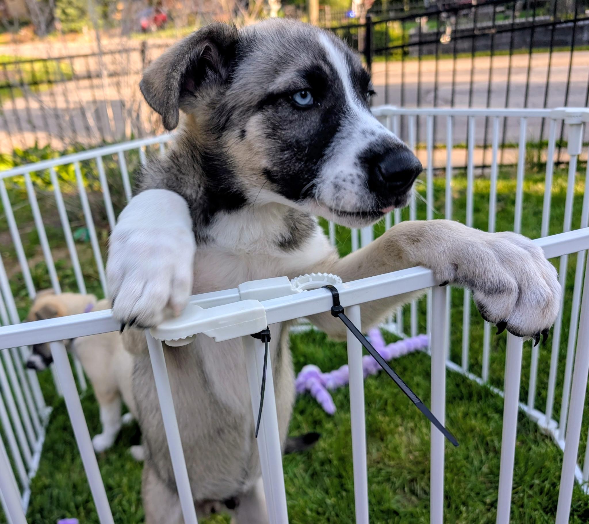 raymond, ADOPTABLE, Puppy Male Mixed Breed.