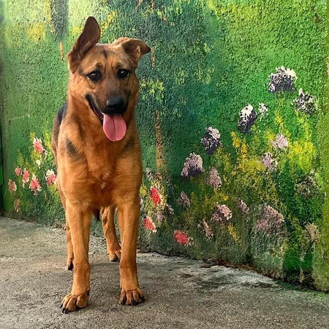 Ms. Gorgeous Nola, Young Female German Shepherd Dog