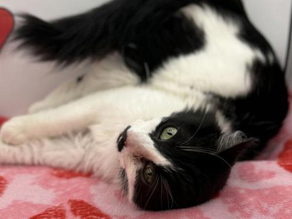 Misty, Adoptable, Adult Female Domestic Long Hair.