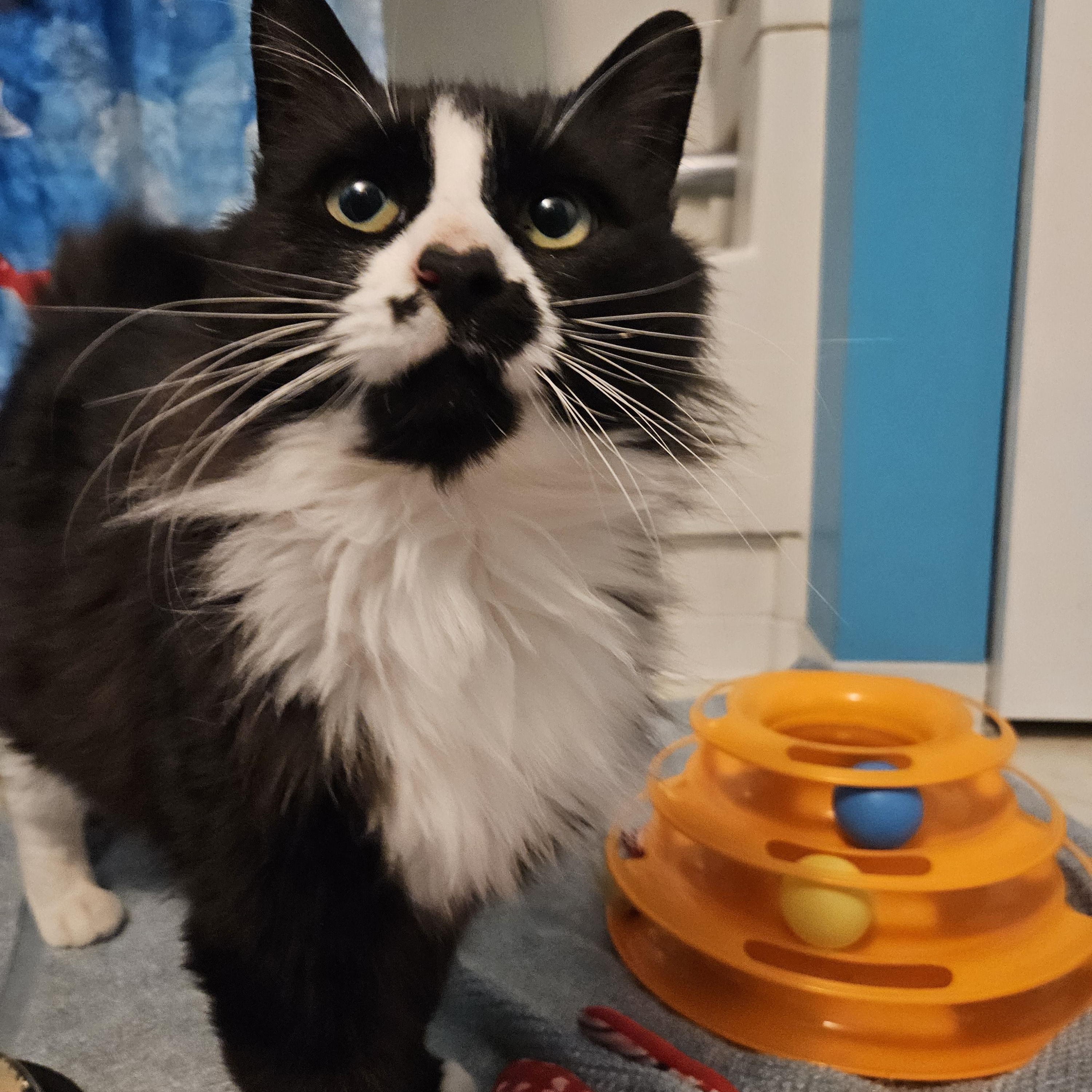 Enlarge Winter, a ADOPTABLE Domestic Medium Hair in Philadelphia, PA image 2/4