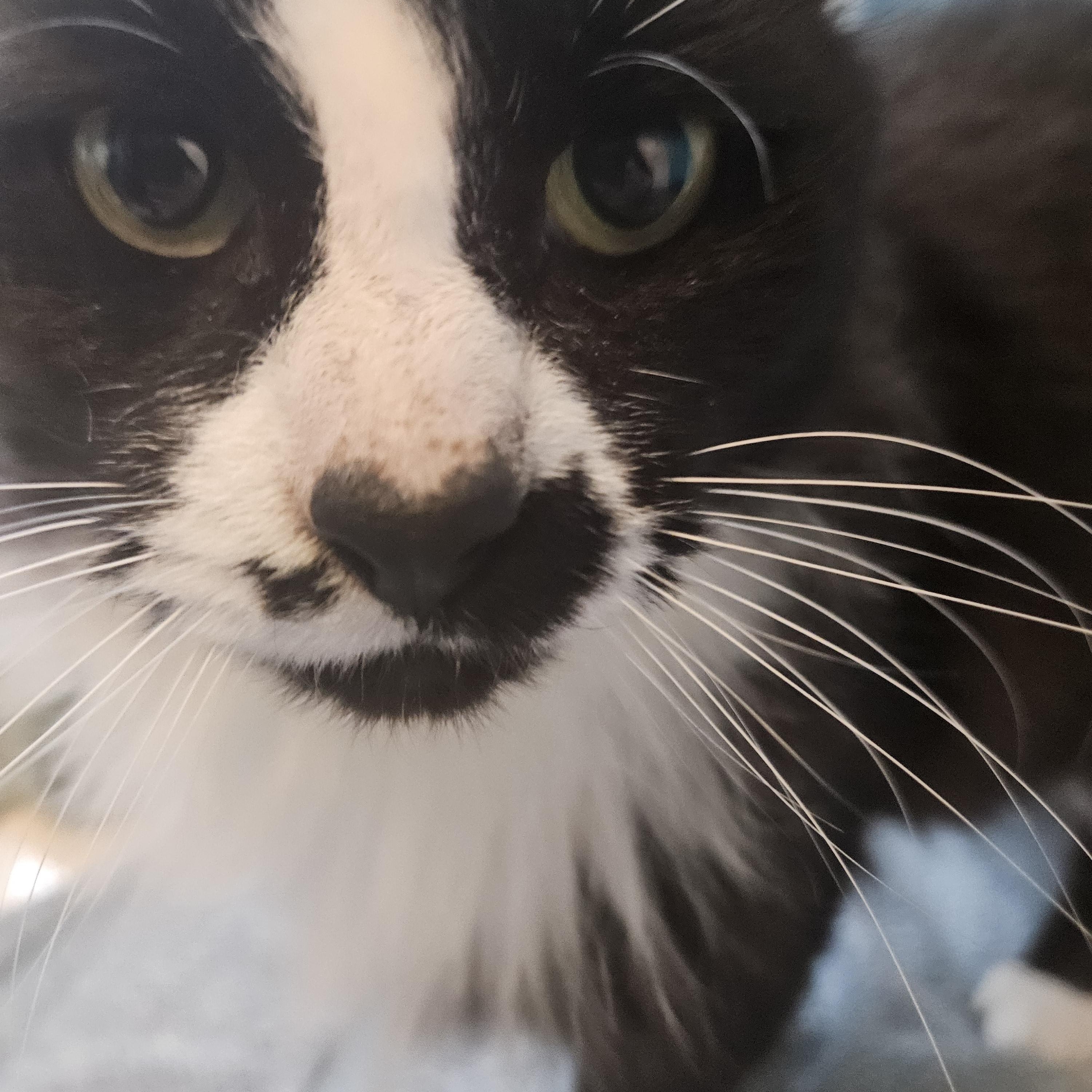 Enlarge Winter, a ADOPTABLE Domestic Medium Hair in Philadelphia, PA image 3/4