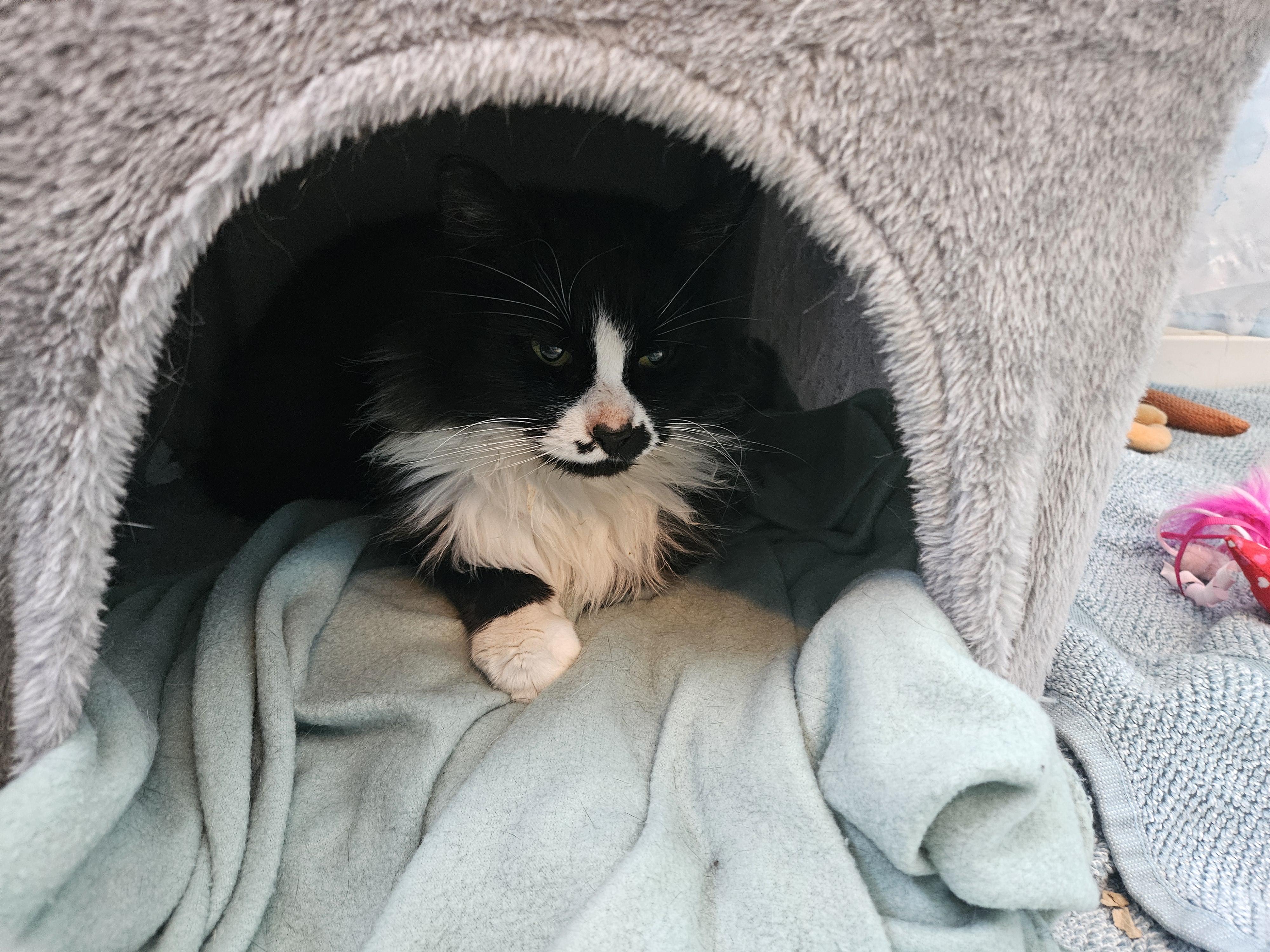 Winter, ADOPTABLE, Adult Female Domestic Medium Hair.