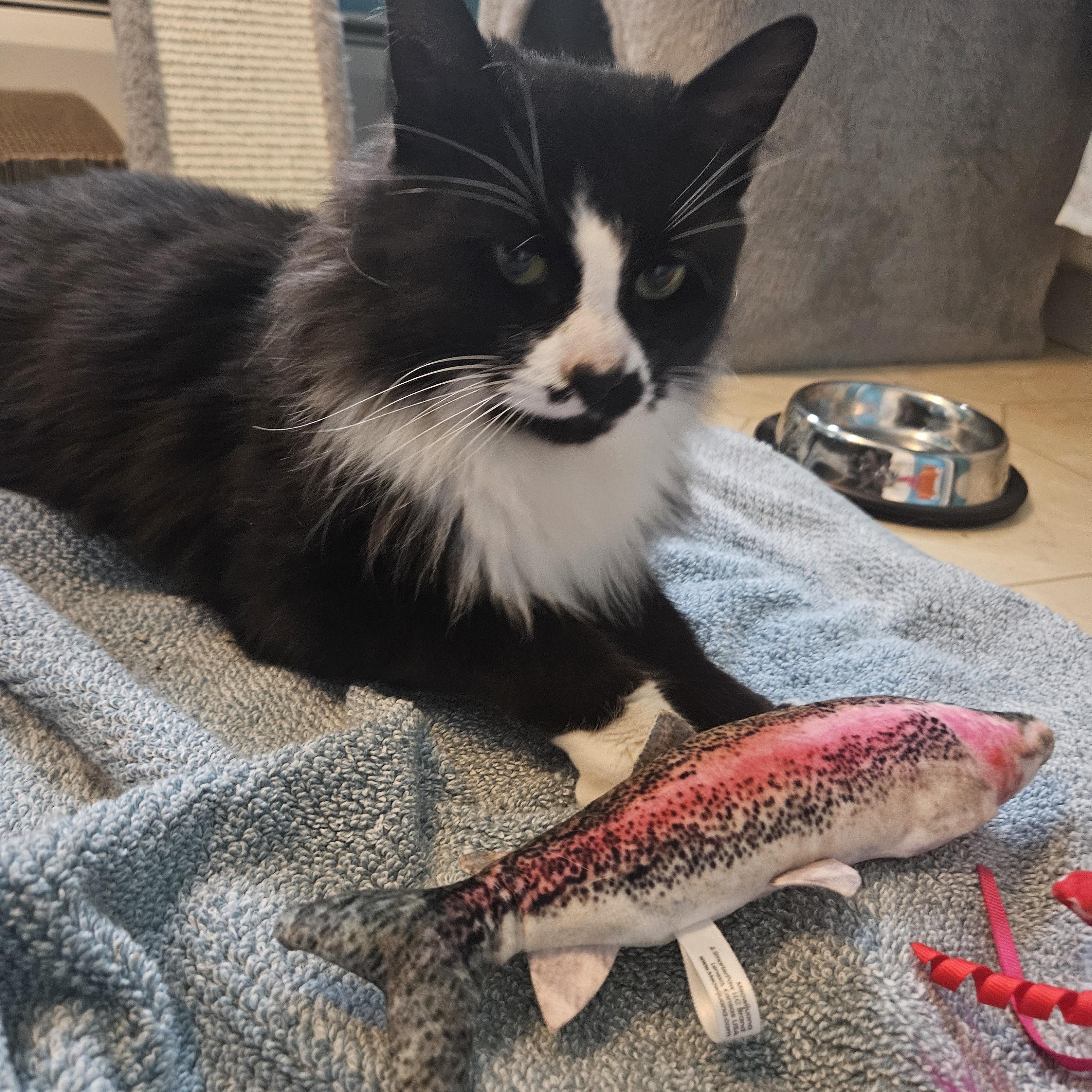 Enlarge Winter, a ADOPTABLE Domestic Medium Hair in Philadelphia, PA image 4/4