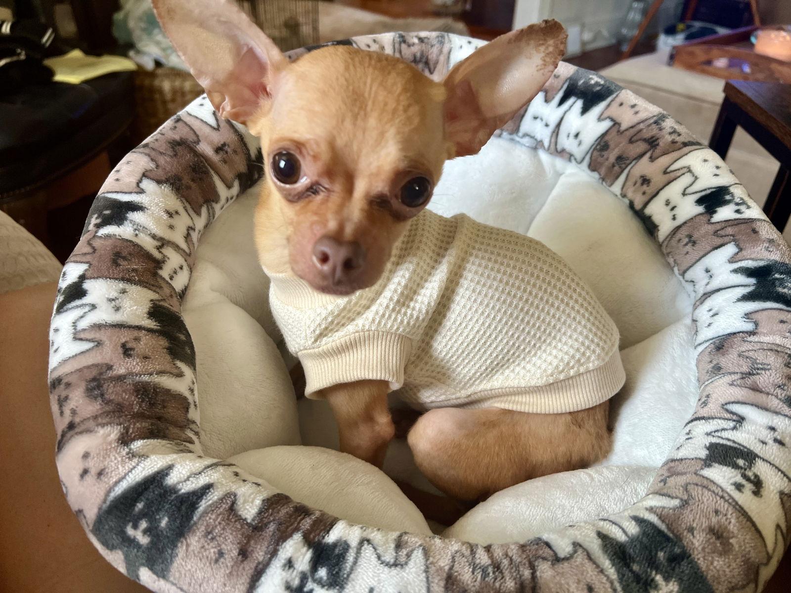 Nuggett, Adopted, Adult Male Chihuahua.