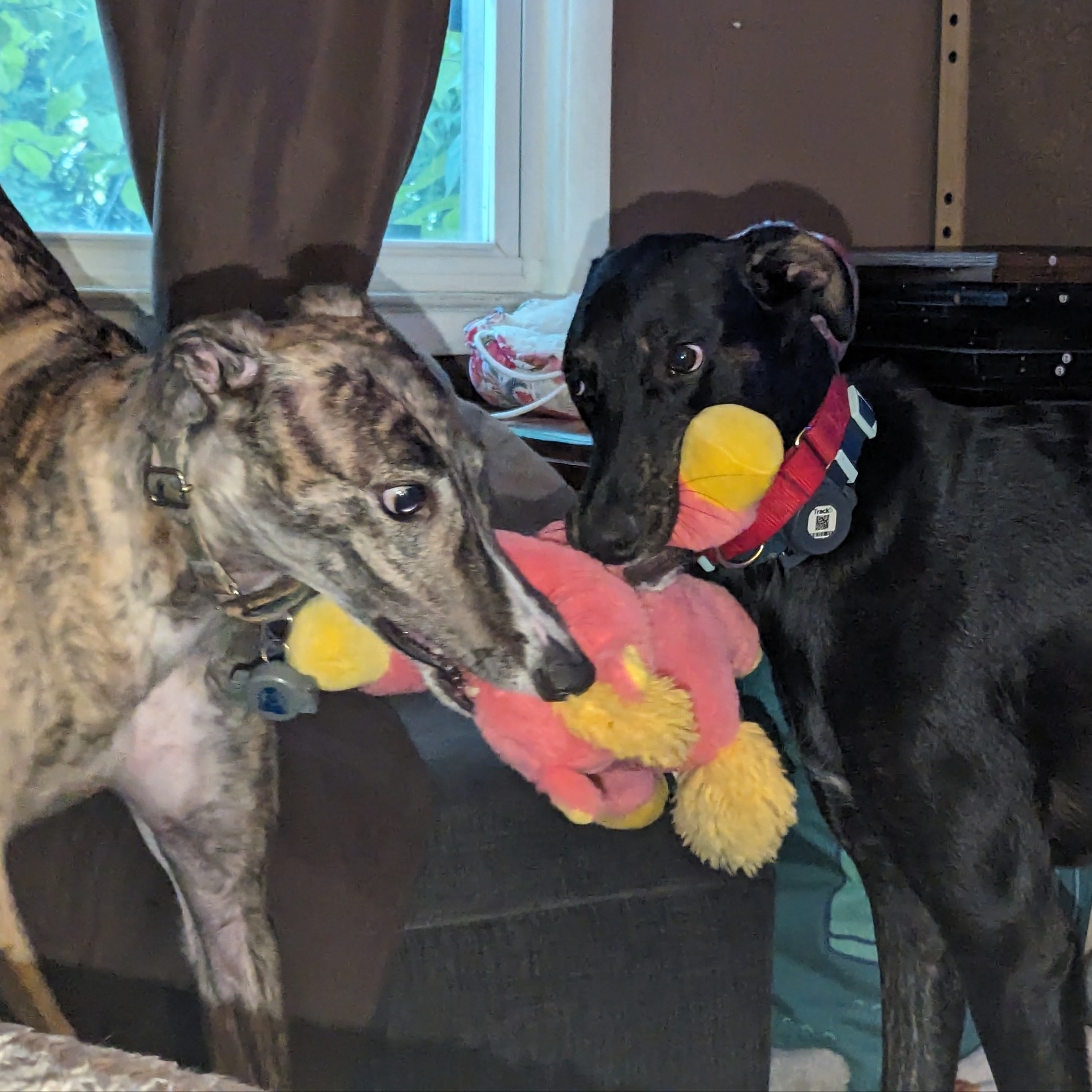 Max (Greyhound), a Adoptable mixed breed in Cincinnati, OH image 5/5