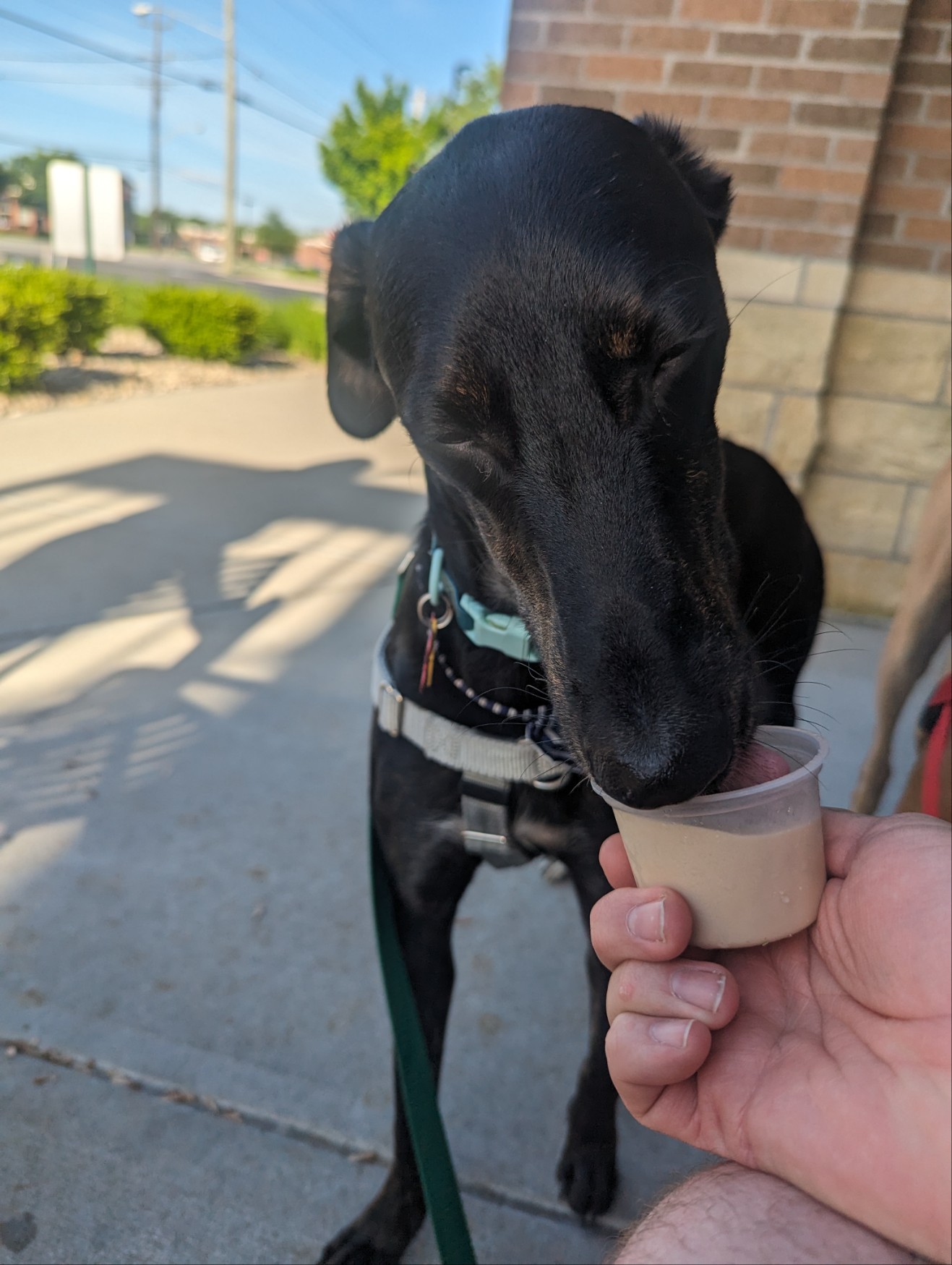 Max (Greyhound), a Adoptable mixed breed in Cincinnati, OH image 4/5