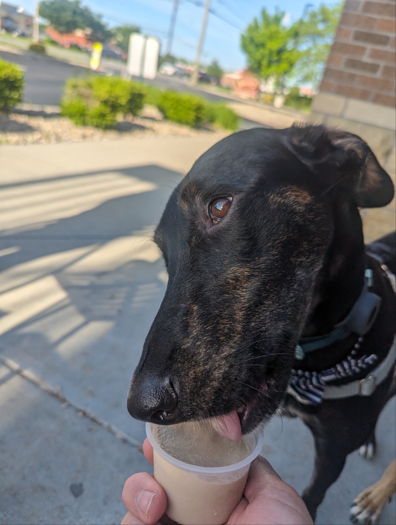Max (Greyhound), a Adoptable mixed breed in Cincinnati, OH image 1/5