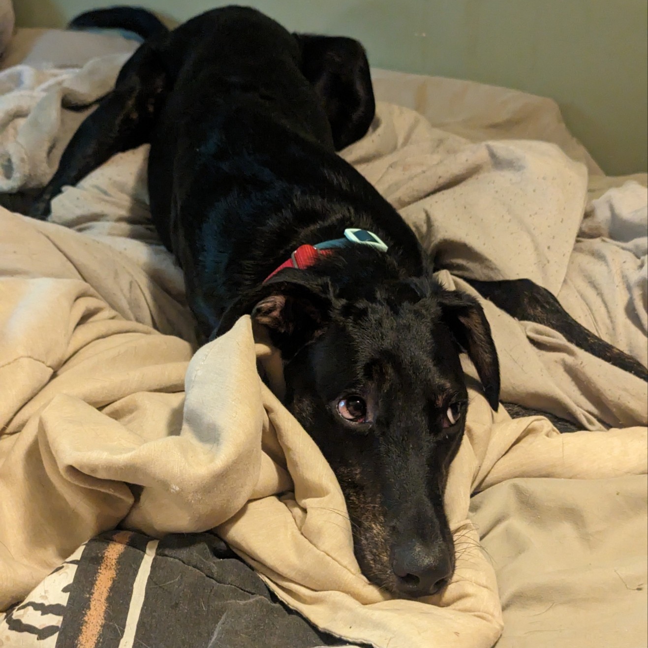 Max (Greyhound), a Adoptable mixed breed in Cincinnati, OH image 2/5