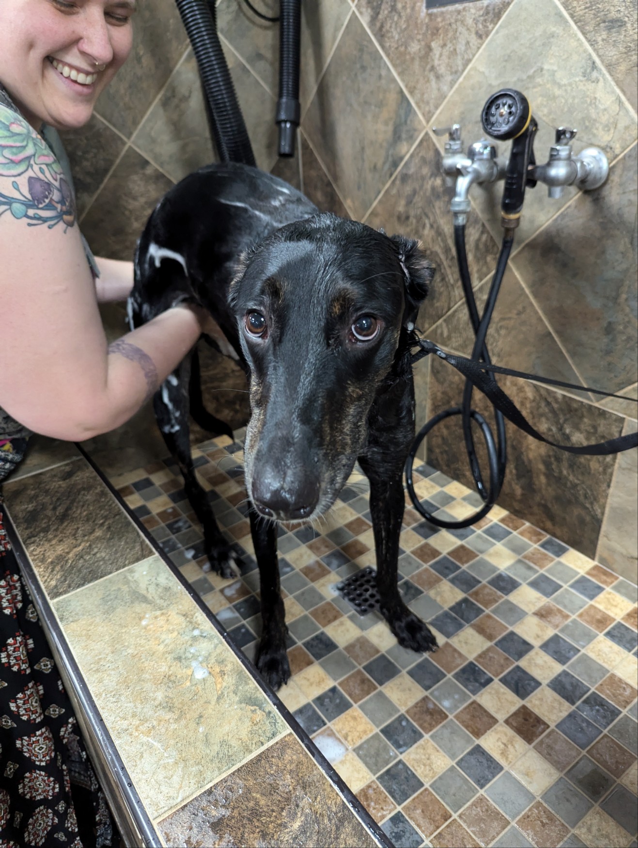 Max (Greyhound), a Adoptable mixed breed in Cincinnati, OH image 3/5