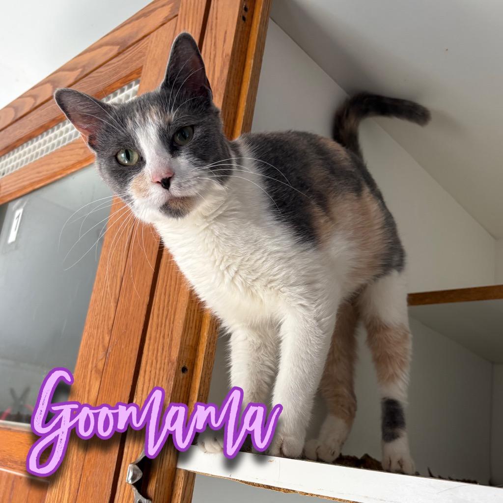 Enlarge Goomama, a Adoptable Domestic Short Hair in Hillsboro, OH image 1/1