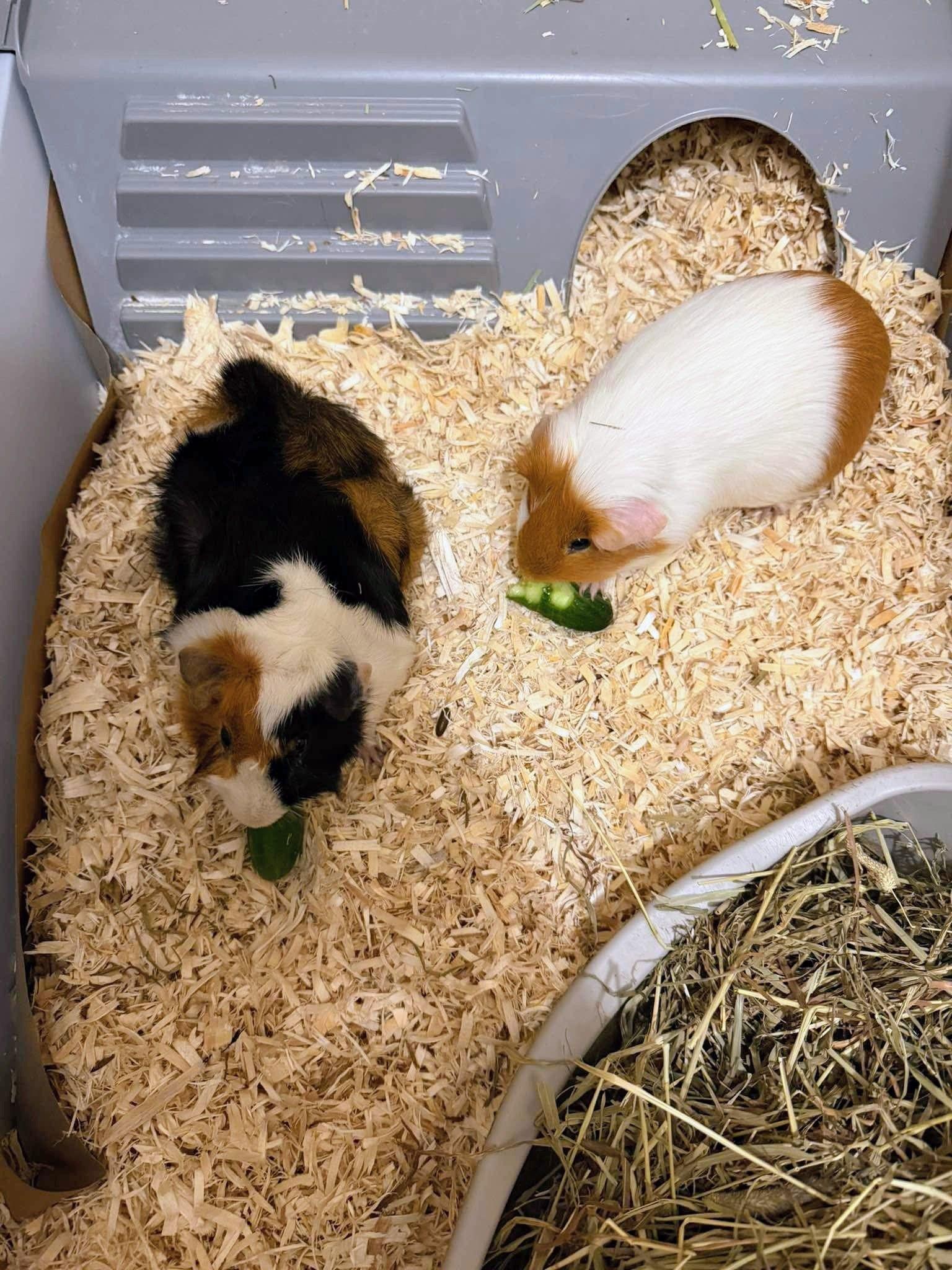 Pickles and Carrot, ADOPTABLE, Young Male Guinea Pig.