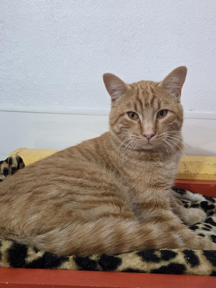 Meatball, Adoptable, Adult Male Domestic Short Hair.