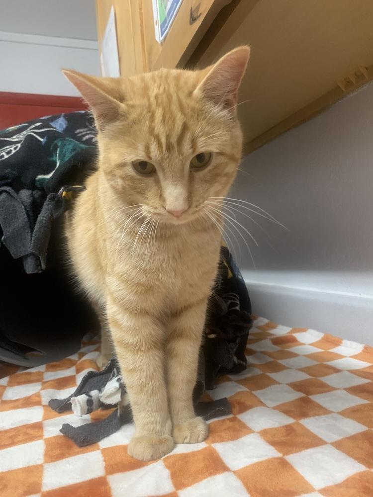 Meatball, a Adoptable mixed breed in Salmon, ID image 2/4