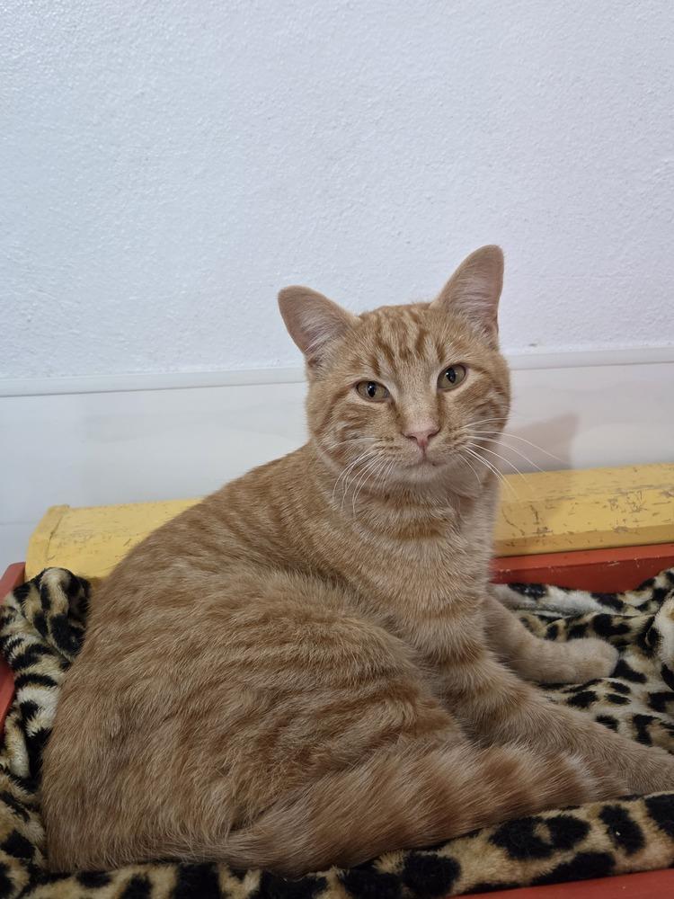 Meatball, a Adoptable mixed breed in Salmon, ID image 3/4