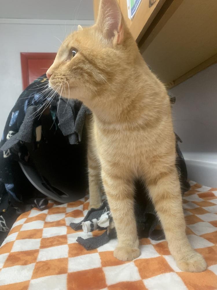 Meatball, a Adoptable mixed breed in Salmon, ID image 4/4