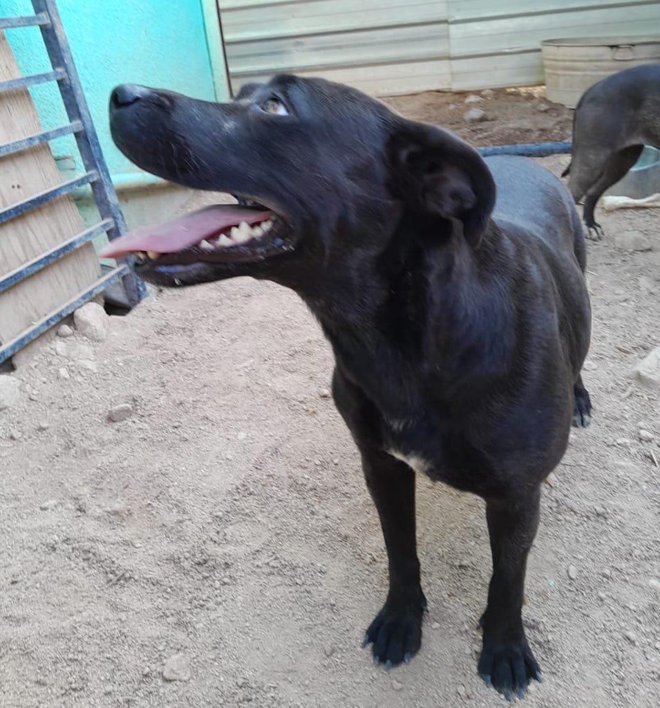 Somalia, a Adoptable mixed breed in Mexicali, BCN image 6/9