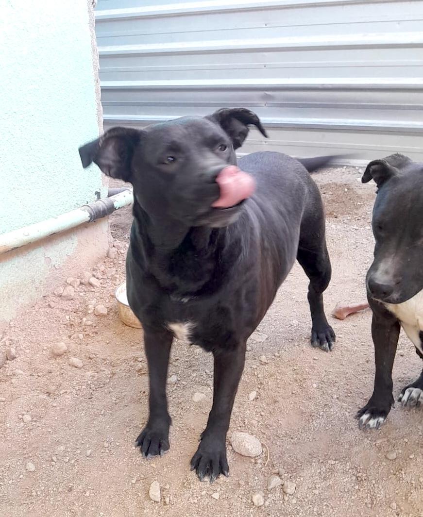 Enlarge Somalia, a Adoptable mixed breed in Mexicali, BCN image 3/6