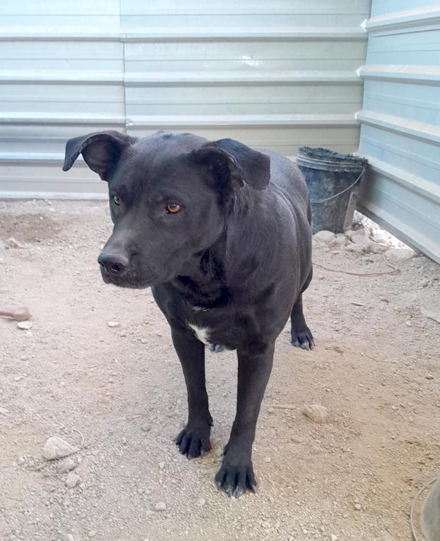 Enlarge Somalia, a Adoptable mixed breed in Mexicali, BCN image 2/6