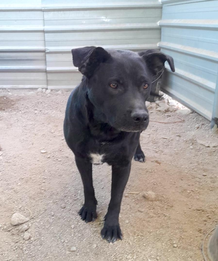 Enlarge Somalia, a Adoptable mixed breed in Mexicali, BCN image 1/6