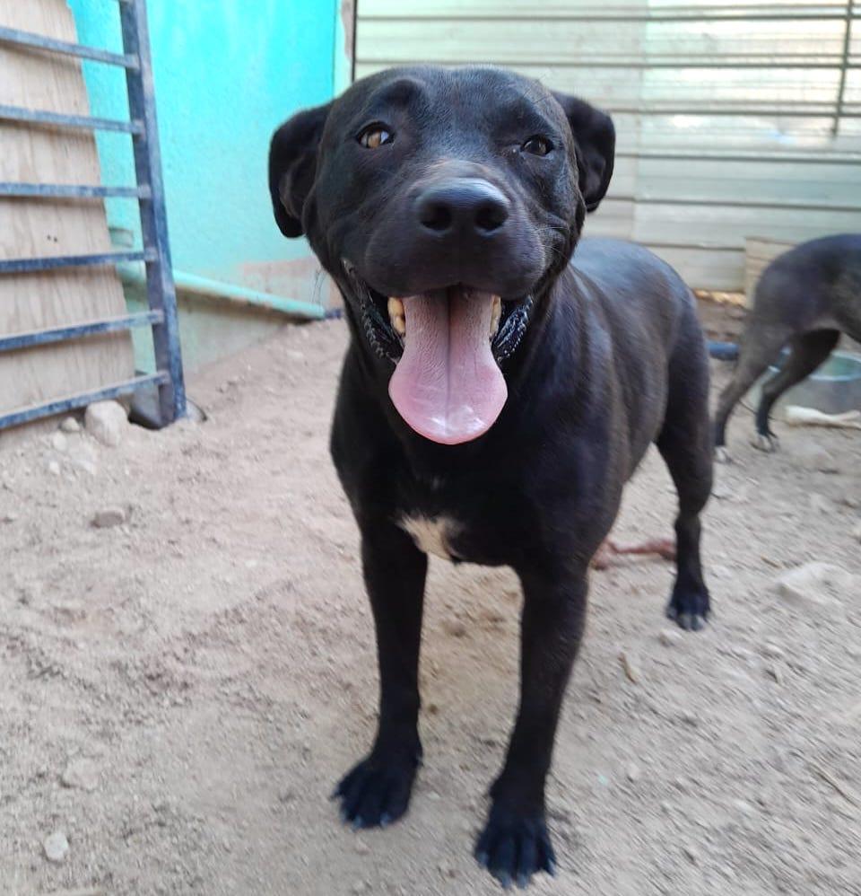 Somalia, Adult Female Pit Bull Terrier