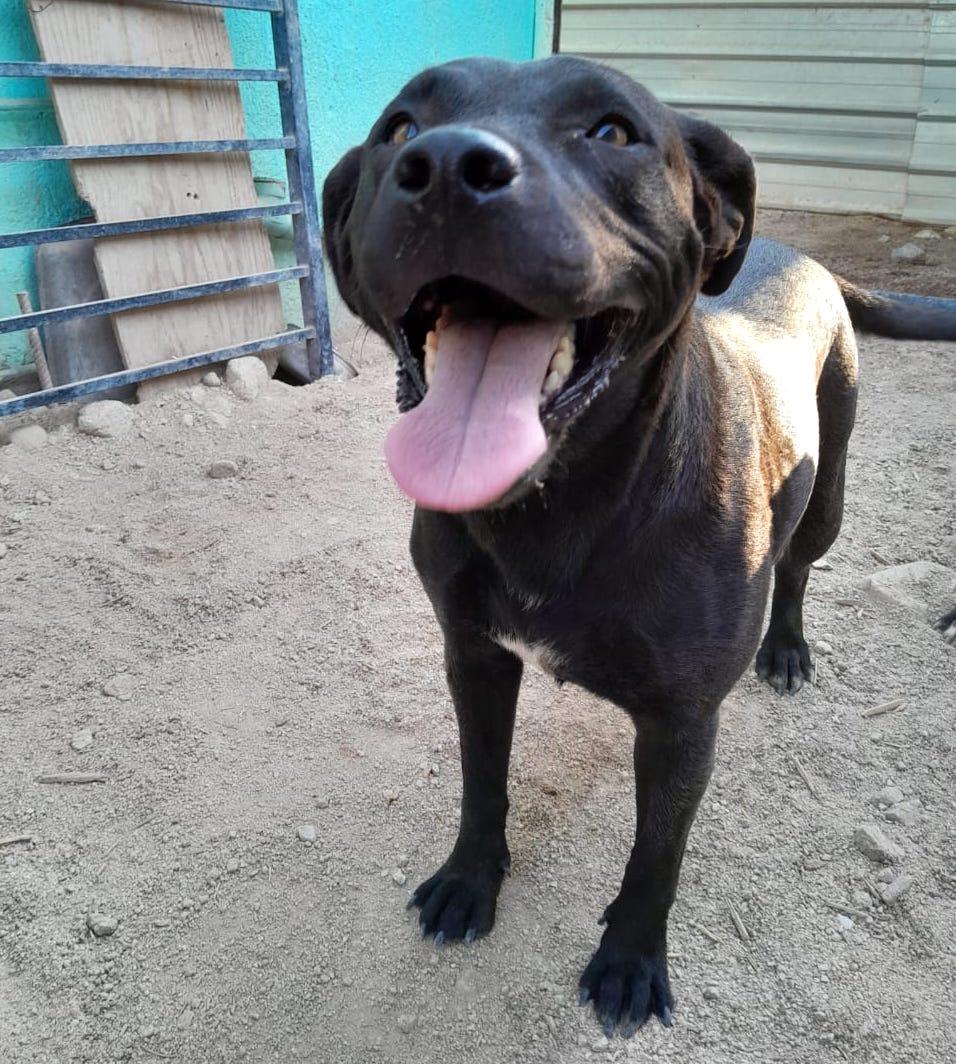 Enlarge Somalia, a Adoptable mixed breed in Mexicali, BCN image 4/6