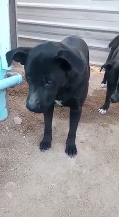 Enlarge Somalia, a Adoptable mixed breed in Mexicali, BCN video 9/9