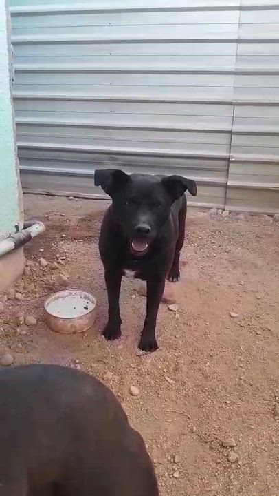 Enlarge Somalia, a Adoptable mixed breed in Mexicali, BCN video 6/6