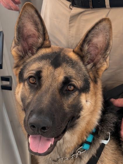 Freeman - Adopt Me!, Adoptable, Young Male German Shepherd Dog.