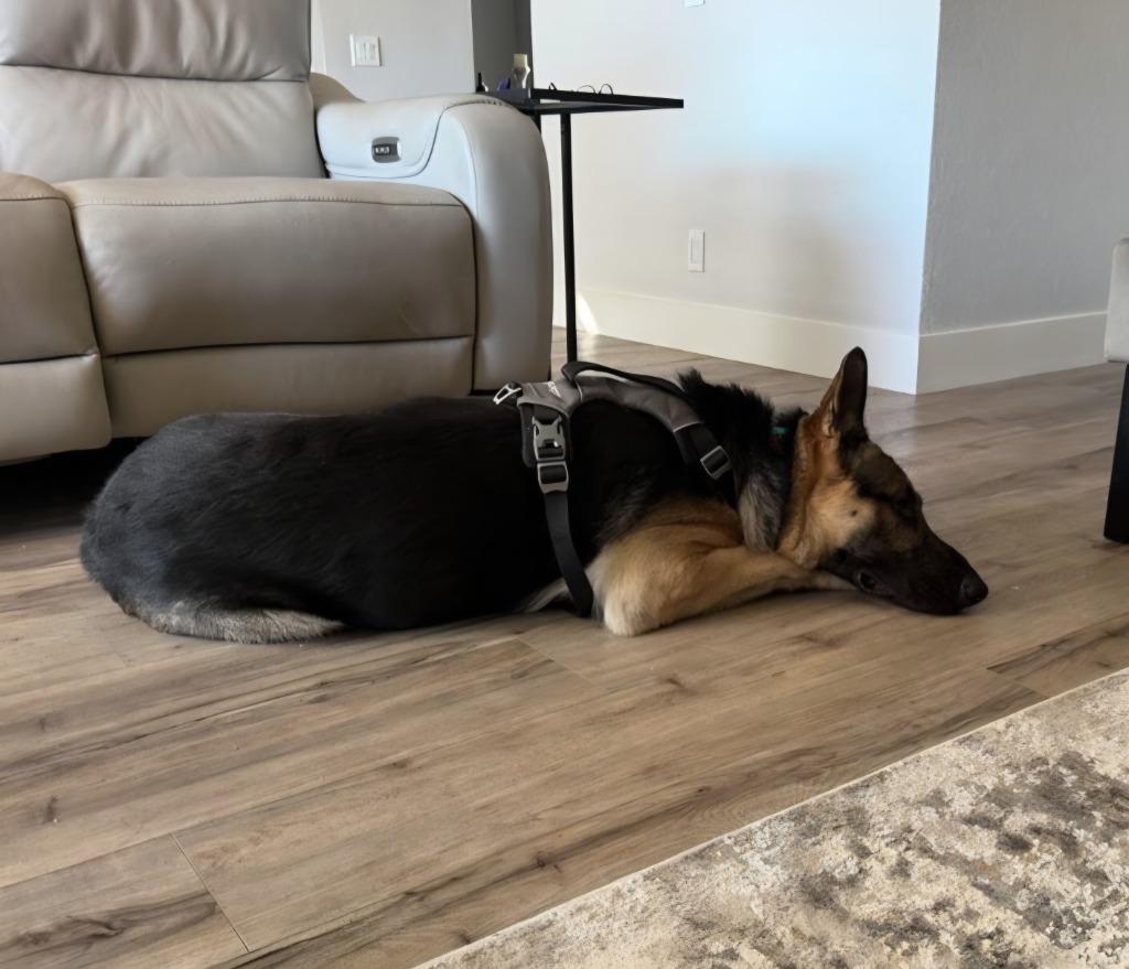Enlarge Freeman - Adopt Me!, a Adoptable German Shepherd Dog in Lake Forest, CA image 2/6