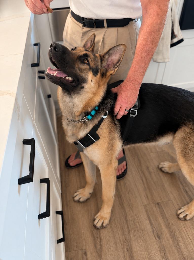 Enlarge Freeman - Adopt Me!, a Adoptable German Shepherd Dog in Lake Forest, CA image 3/6