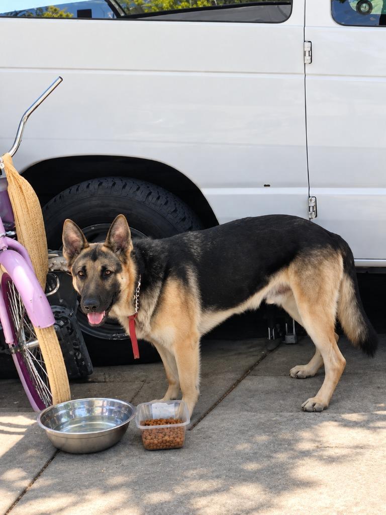 Enlarge Freeman - Adopt Me!, a Adoptable German Shepherd Dog in Lake Forest, CA image 4/6