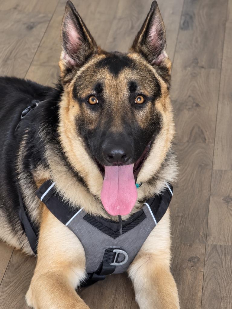 Enlarge Freeman - Adopt Me!, a Adoptable German Shepherd Dog in Lake Forest, CA image 5/6