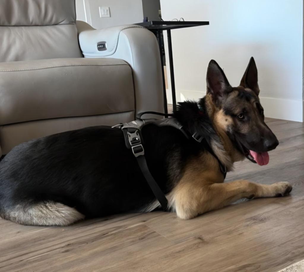 Enlarge Freeman - Adopt Me!, a Adoptable German Shepherd Dog in Lake Forest, CA image 6/6