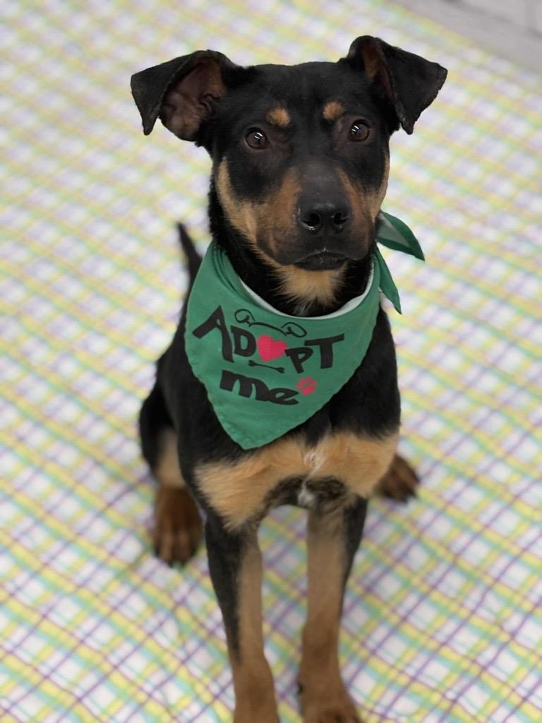 Shadow, a Adoptable mixed breed in Midland, MI image 3/4