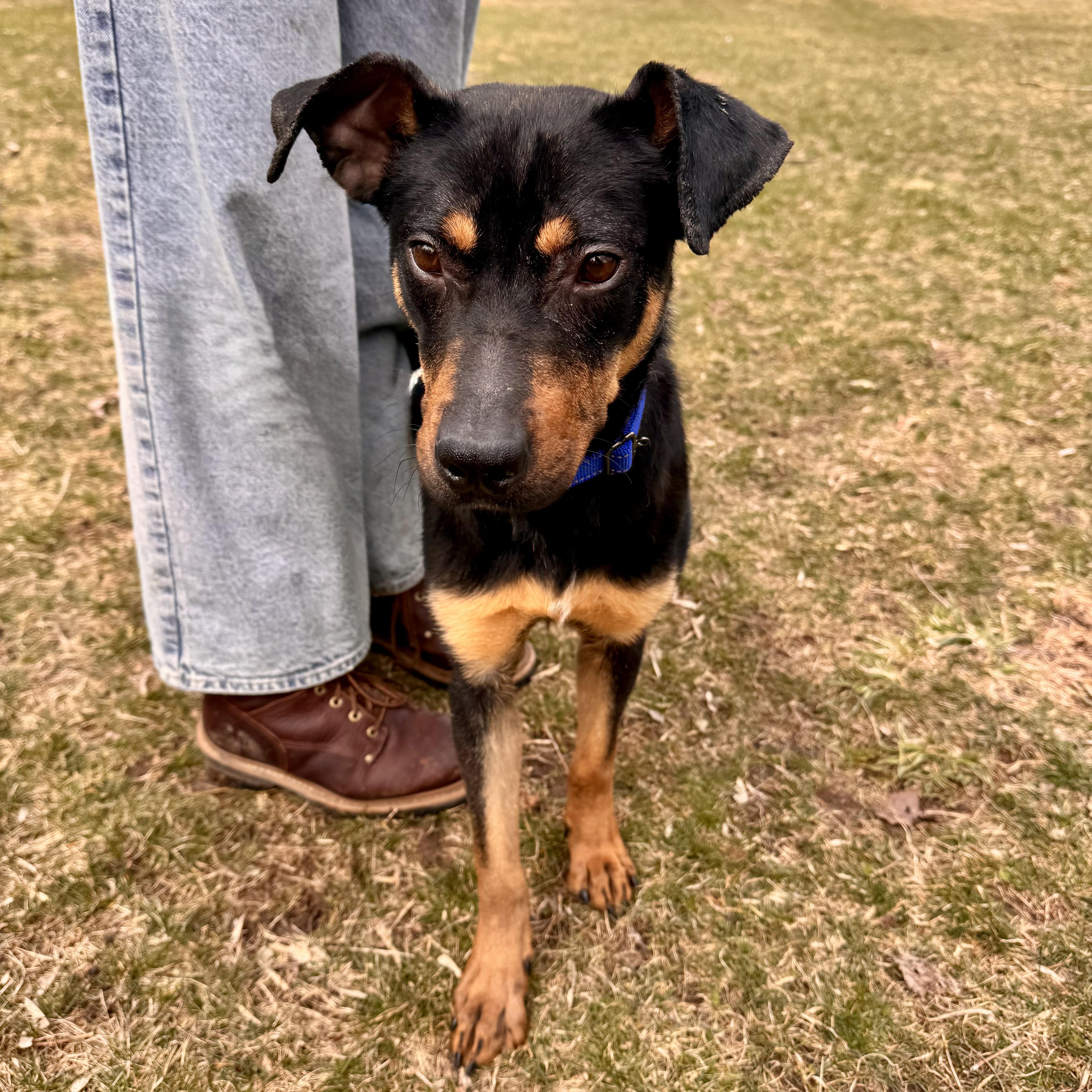 Shadow, a Adoptable mixed breed in Midland, MI image 2/4