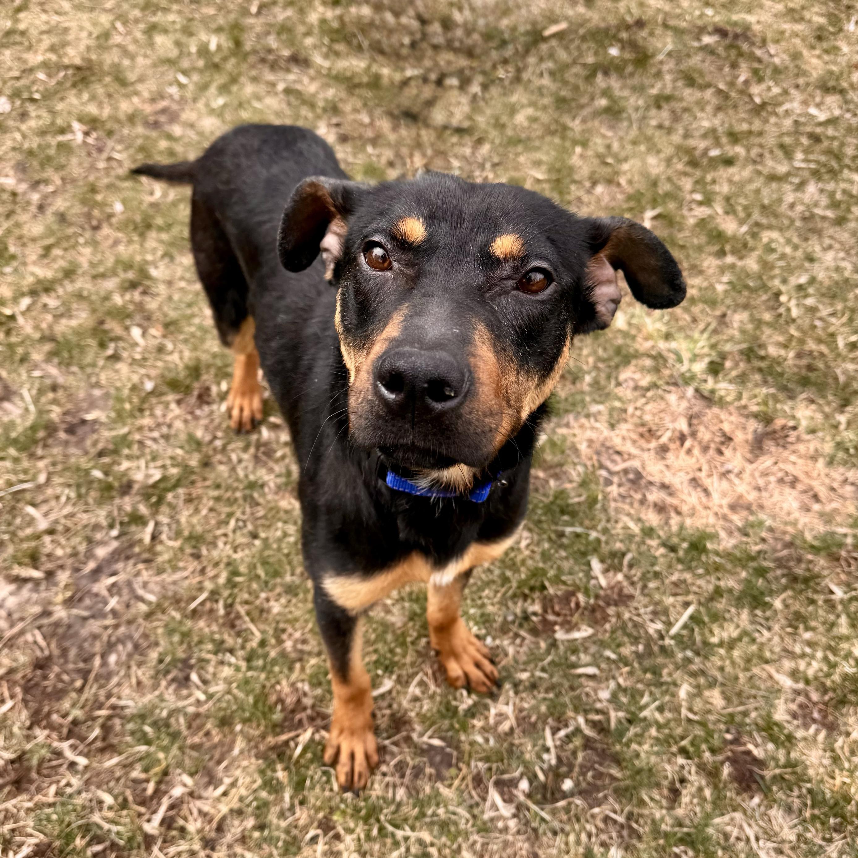 Shadow, a Adoptable mixed breed in Midland, MI image 1/4