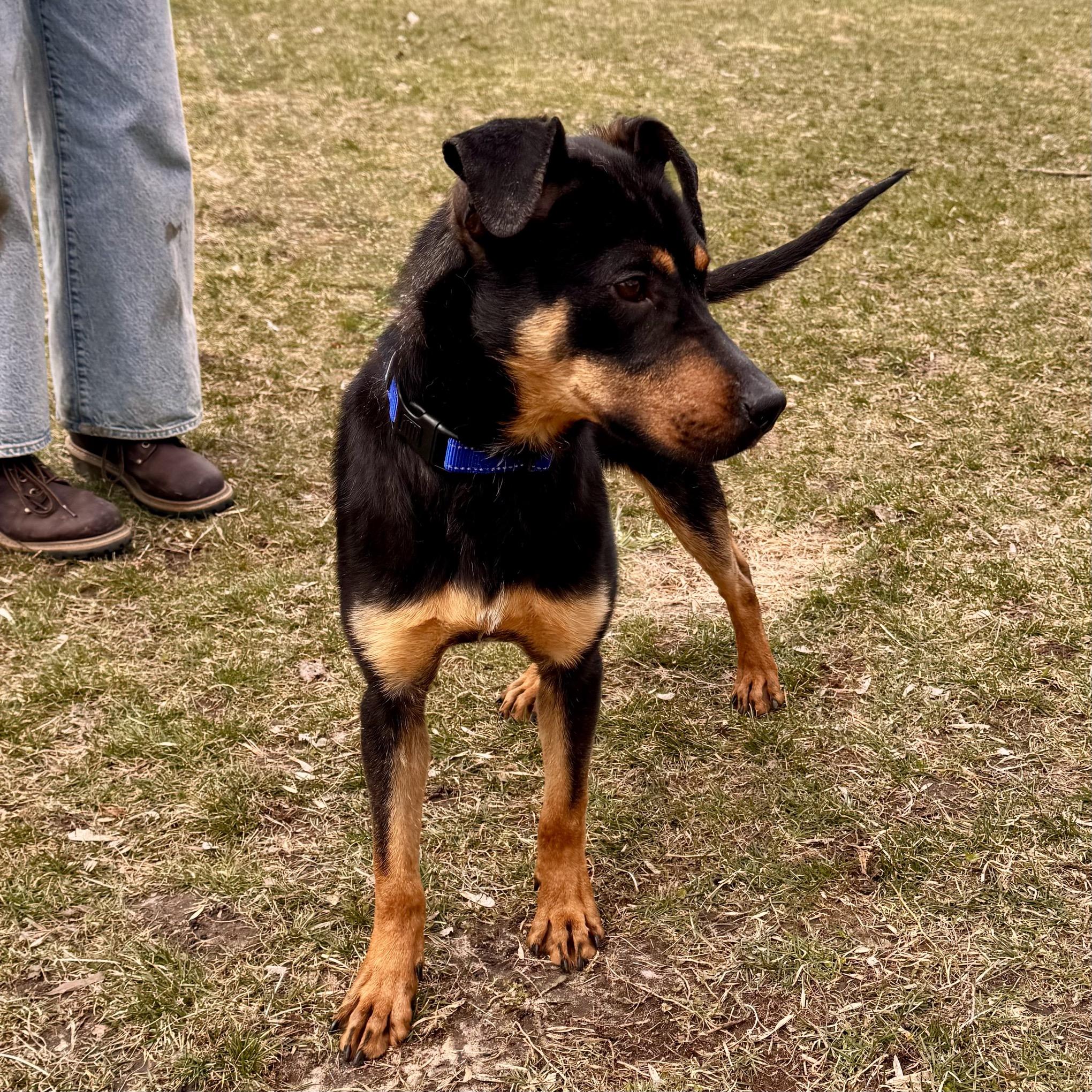Shadow, a Adoptable mixed breed in Midland, MI image 4/4