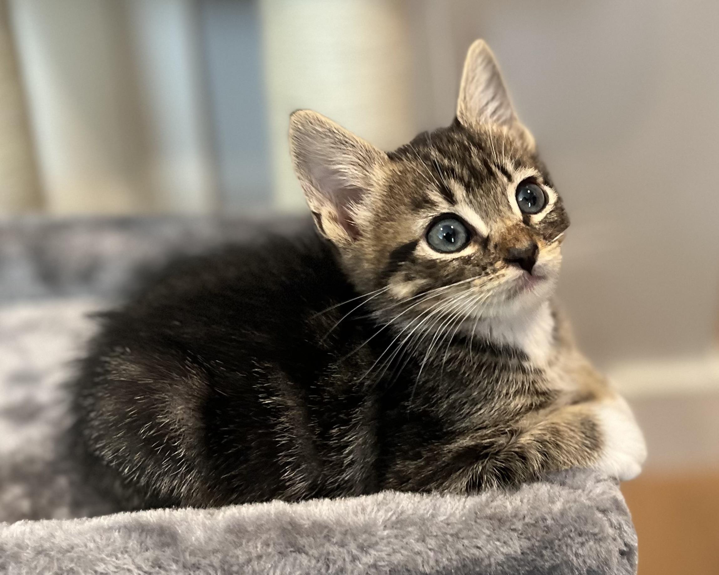 Tiger Lily (bonded to Crystal), Adopted, Adult Female Domestic Short Hair.