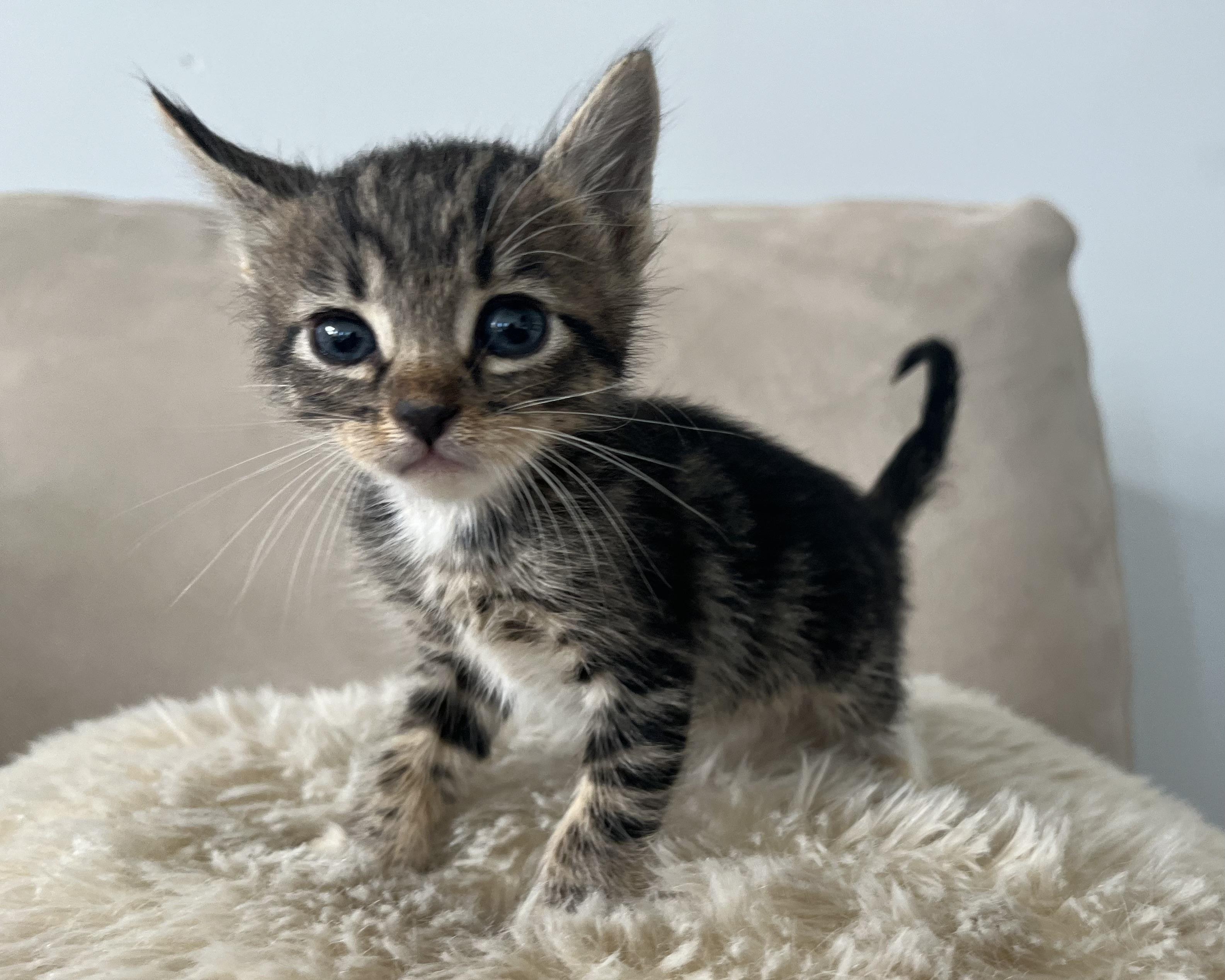 Enlarge Tiger Lily (bonded to Crystal), a Adopted Domestic Short Hair in San Francisco, CA image 2/6